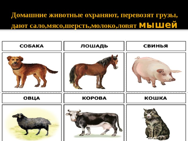 Технологическая карта на тему дикие и домашние животные