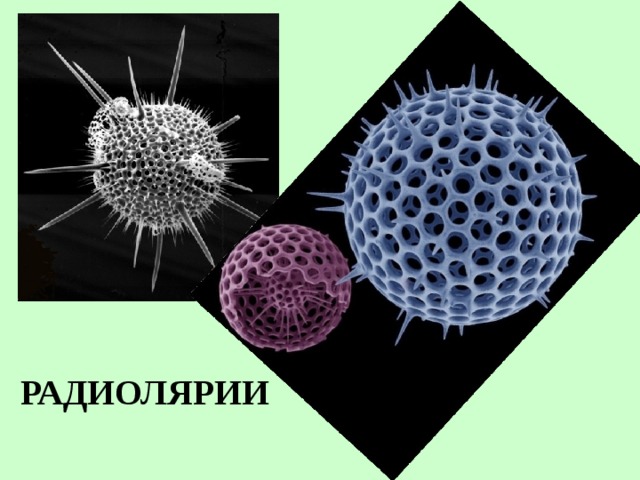 РАДИОЛЯРИИ  
