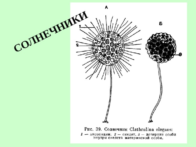 СОЛНЕЧНИКИ 