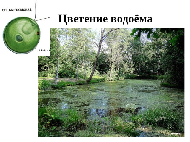 Цветение водоёма 