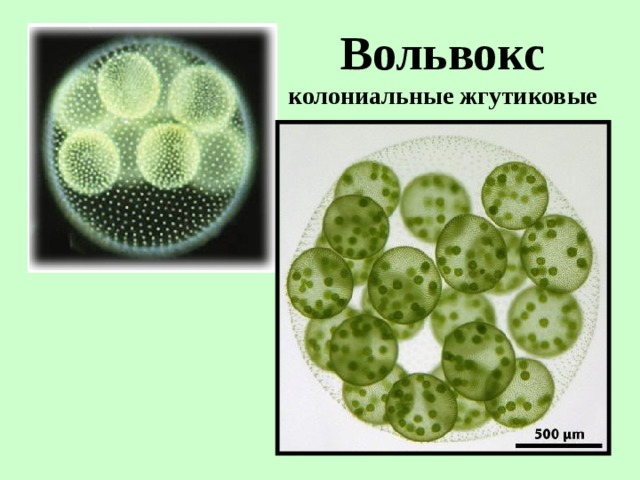 Вольвокс колониальные жгутиковые 