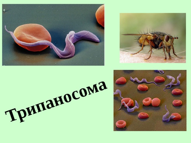 Трипаносома 