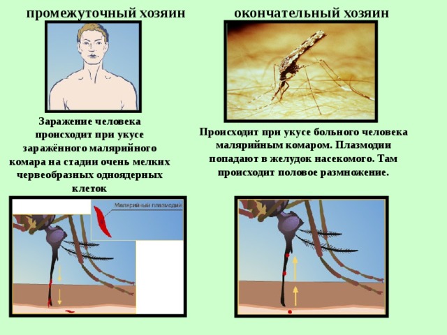 промежуточный хозяин окончательный хозяин Заражение человека происходит при укусе заражённого малярийного комара на стадии очень мелких червеобразных одноядерных клеток Происходит при укусе больного человека малярийным комаром. Плазмодии попадают в желудок насекомого. Там происходит половое размножение. 