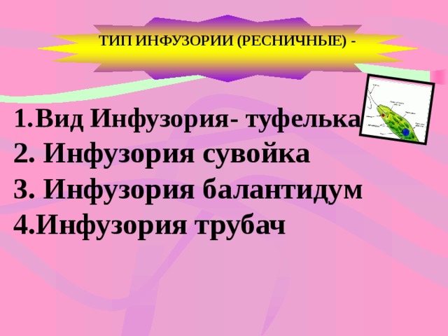 ТИП ИНФУЗОРИИ (РЕСНИЧНЫЕ) -  Вид Инфузория- туфелька  Инфузория сувойка  Инфузория балантидум Инфузория трубач  