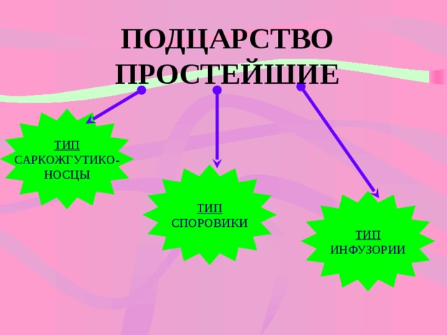 ПОДЦАРСТВО ПРОСТЕЙШИЕ ТИП САРКОЖГУТИКО- НОСЦЫ ТИП СПОРОВИКИ ТИП ИНФУЗОРИИ 