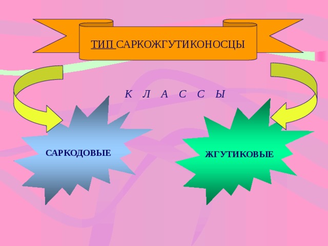 ТИП САРКОЖГУТИКОНОСЦЫ К Л А С С Ы САРКОДОВЫЕ ЖГУТИКОВЫЕ 