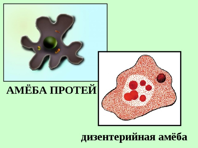 АМЁБА ПРОТЕЙ дизентерийная амёба 