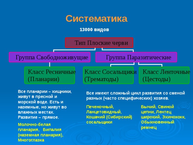 Нервная система лестничного типа у каких червей