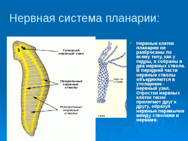 Повреждение нервных стволов при инъекции презентация