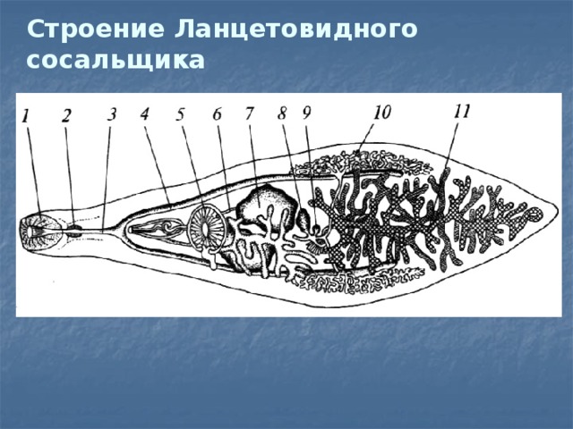 Печеночный сосальщик строение рисунок