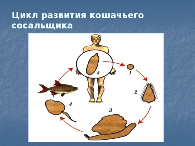 Цикл развития кошачьей двуустки схема