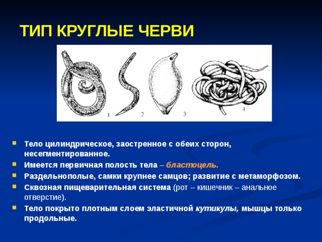 Паразитический червь пищеварительная система. Движение круглых червей. Органы передвижения круглых червей. Метаморфоз круглых червей. Тип развития круглых червей.