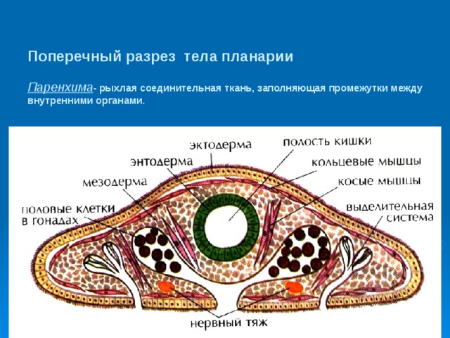 Появление третьего слоя клеток в зародыше червей направление эволюции