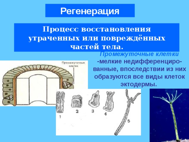 Кишечнополостные огэ биология презентация