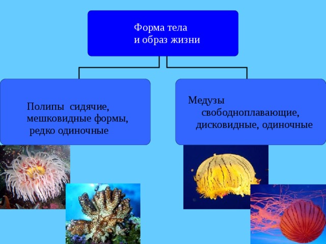 Значение кишечнополостных в жизни природы