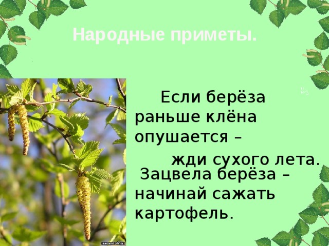  Народные приметы. Если берёза раньше клёна опушается – жди сухого лета. Зацвела берёза – начинай сажать картофель. 