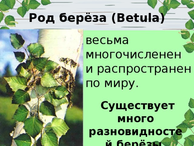 Род берёза (Betula) весьма многочисленен и распространен по миру. Существует много разновидностей берёзы. 