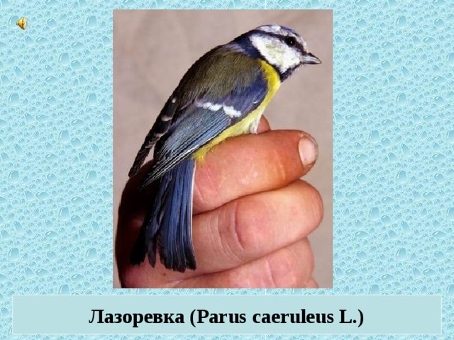 Лазоревка (Parus caeruleus L.)