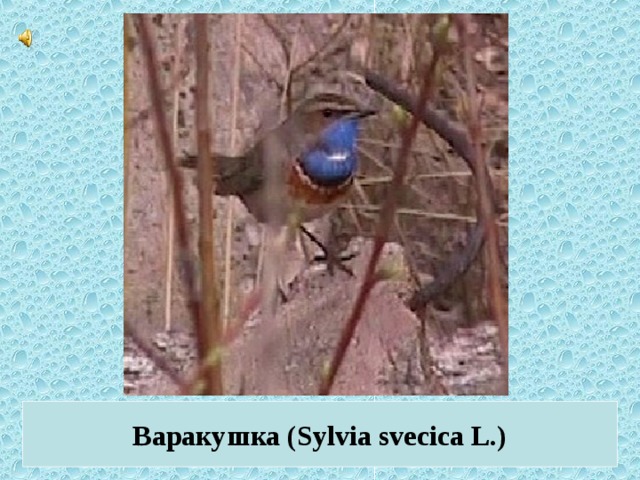 Варакушка (Sylvia svecica L.)