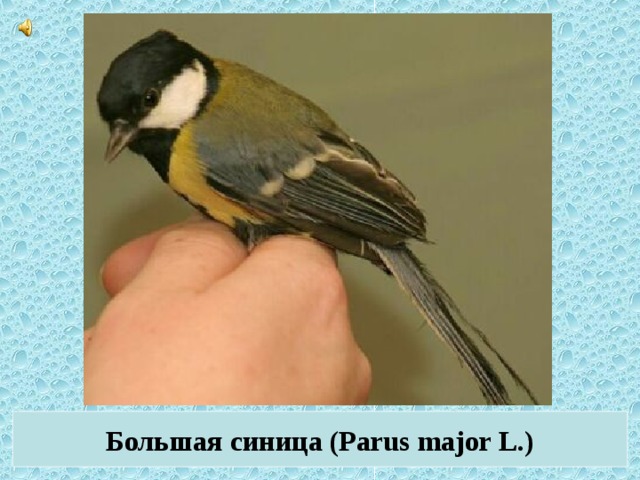 Большая синица (Parus major L.)