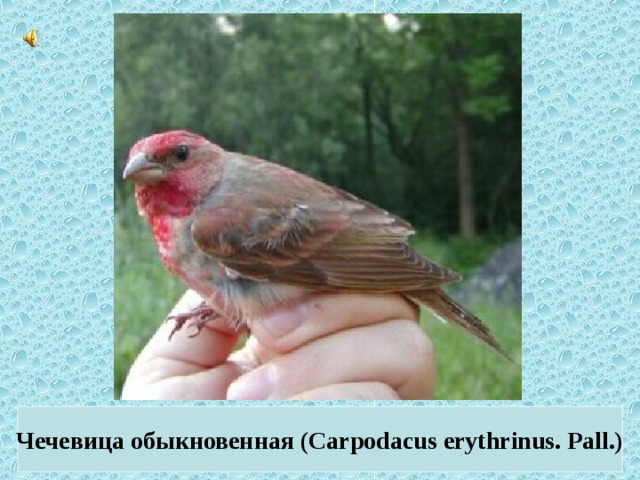 Чечевица обыкновенная (Carpodacus erythrinus. Pall.)