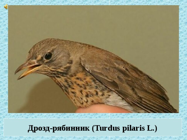 Дрозд-рябинник (Turdus pilaris L.)