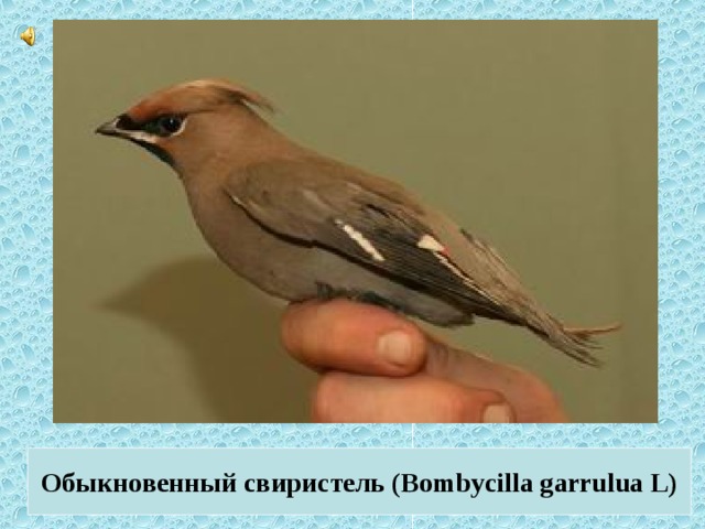 Обыкновенный свиристель (Bombycilla garrulua L)