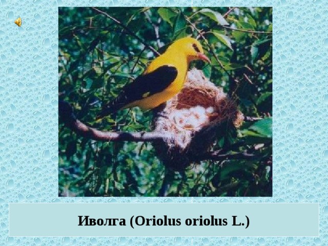Иволга (Oriolus oriolus L.)