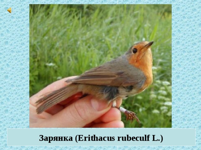 Зарянка (Erithacus rubeculf L.)