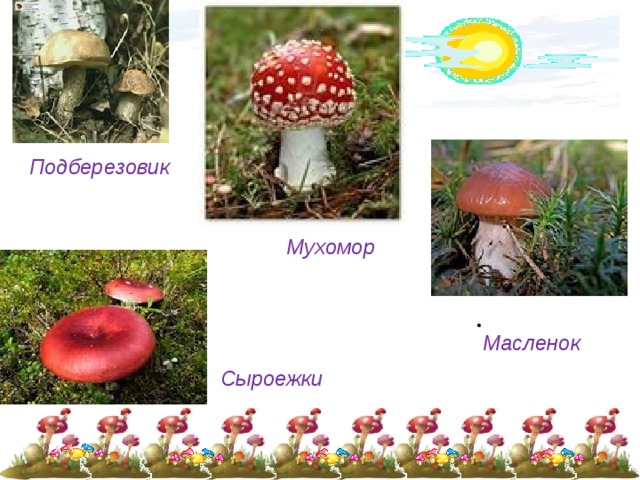 Подберезовик Мухомор Масленок Сыроежки 