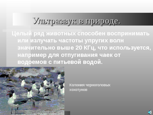 Ультразвук в природе. Целый ряд животных способен воспринимать или излучать частоты упругих волн значительно выше 20 КГц, что используется, например для отпугивания чаек от водоемов с питьевой водой. Колония черноголовых хохотунов 