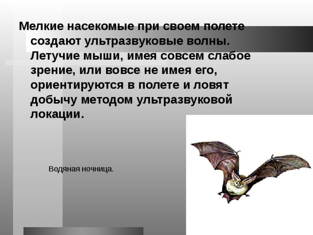 Мелкие насекомые при своем полете создают ультразвуковые волны. Летучие мыши, имея совсем слабое зрение, или вовсе не имея его, ориентируются в полете и ловят добычу методом ультразвуковой локации. Водяная ночница. 