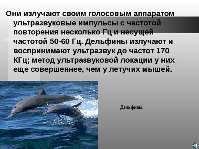 Они излучают своим голосовым аппаратом ультразвуковые импульсы с частотой повторения несколько Гц и несущей частотой 50-60 Гц. Дельфины излучают и воспринимают ультразвук до частот 170 КГц; метод ультразвуковой локации у них еще совершеннее, чем у летучих мышей. Дельфины. 