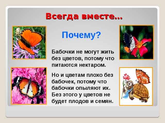 Почему бабочки такие разные и красивые. Почему бабочку назвали бабочкой. Почему бабочки питаются нектаром.