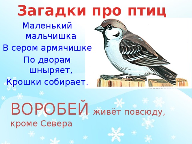 Воробьи живут везде. Маленький мальчишка в сером армячишке по дворам шныряет крошки. Маленький мальчишка в сером армячишке. Загадка маленький мальчишка в сером армячишке. Загадка про воробья в сером армячишке.