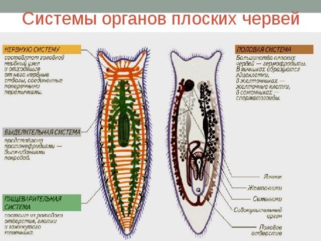 Системы органов плоских червей 
