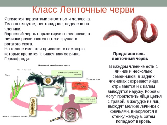 Класс Ленточные черви Являются паразитами животных и человека. Тело вытянутое, лентовидное, поделено на членики. Взрослый червь паразитирует в человеке, а личинки развиваются в теле крупного рогатого скота. На голове имеются присоски, с помощью которых крепится к кишечнику хозяина. Гермафродит.  Представитель – ленточный червь В каждом членике есть 1 яичник и несколько семенников, в задних члениках созревают яйца отрываются и с калом выводятся наружу. Коровы могут проглотить яйца цепня с травой, в желудке из яиц выходят мелкие личинки с крючьями, внедряются в стенку желудка, затем попадают в кровь.  