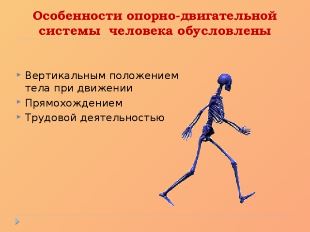 Перечислите особенности скелета. Особенности опорно двигательной системы. Особенности мышечной системы человека в связи с прямохождением. Особенности строения мышц человека связанные с прямохождением.