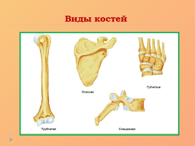 Трубчатые и губчатые кости. Типы костей губчатые трубчатые. Кости трубчатые губчатые плоские смешанные. Типы костей схема. Типы костей биология.