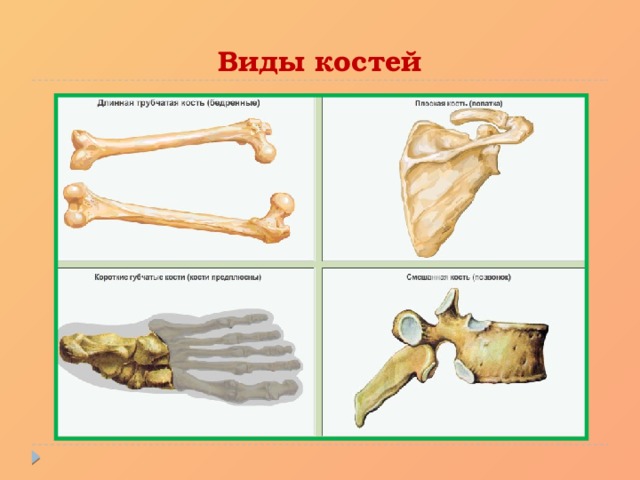 Виды костей 