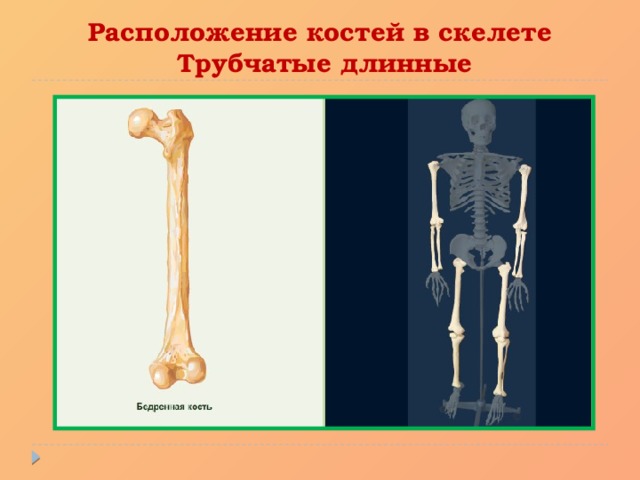 Расположение костей в скелете  Трубчатые длинные 