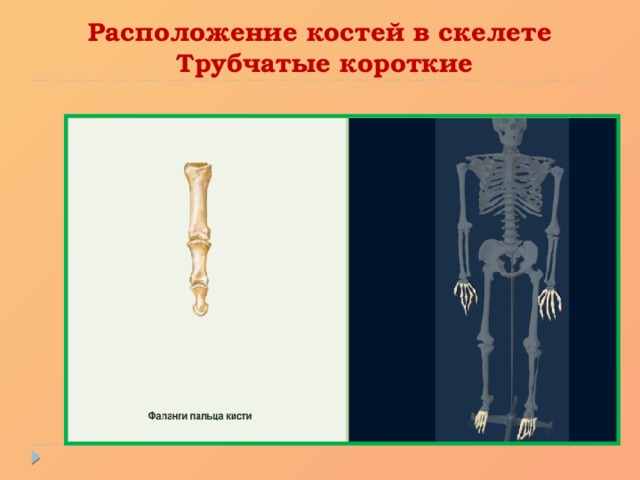 Расположение костей в скелете  Трубчатые короткие 