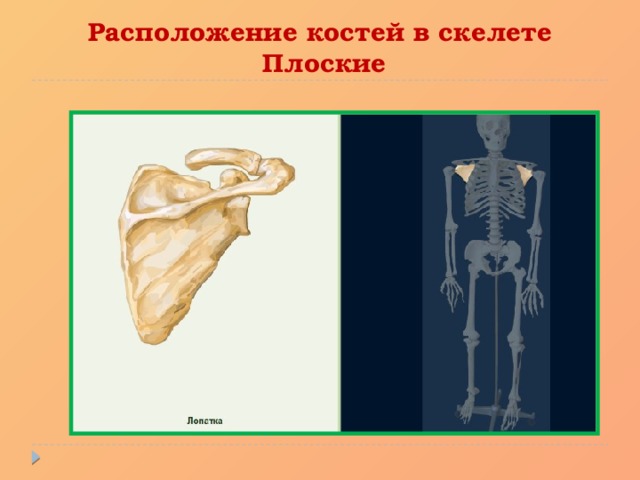 Расположение костей в скелете  Плоские 