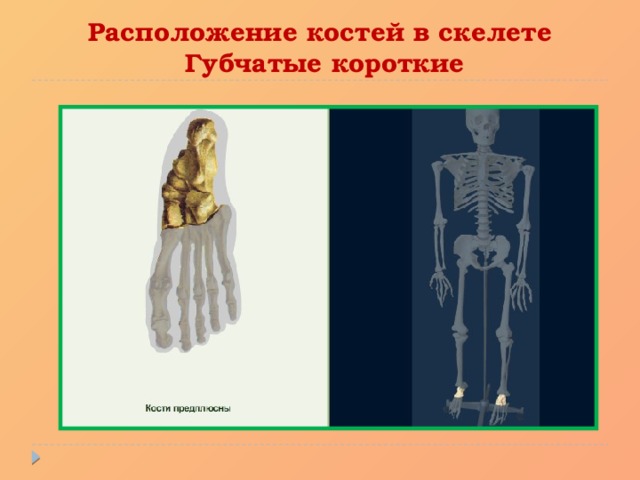 Расположение костей в скелете  Губчатые короткие 