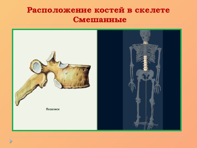 Расположение костей в скелете  Смешанные 