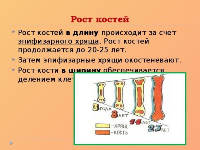 Почему кости растут. Рост костей в длину осуществляется за счет. Рост кости в длину и ширину. Рост кости в длину. Рост костей в ширину.