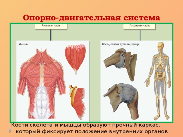 Опорно-двигательная система Кости скелета и мышцы образуют прочный каркас, который фиксирует положение внутренних органов 