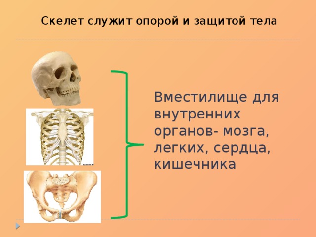  Скелет служит опорой и защитой тела Вместилище для внутренних органов- мозга, легких, сердца, кишечника 