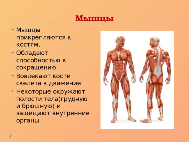 Мышцы Мышцы прикрепляются к костям, Обладают способностью к сокращению Вовлекают кости скелета в движение Некоторые окружают полости тела(грудную и брюшную) и защищают внутренние органы 