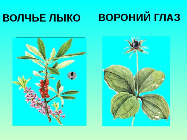 Как выглядит волчий глаз
